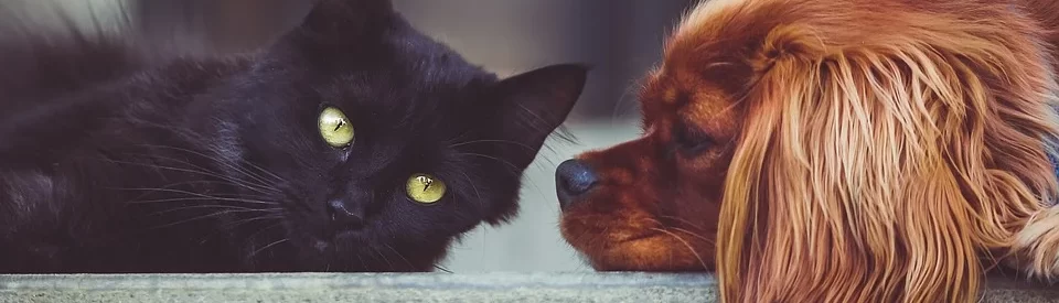 PAWPALACE